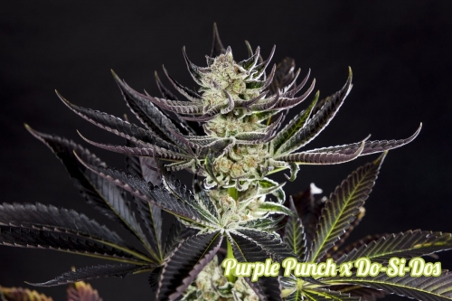 Purple Punch x Do-Si-Dos cannabis seeds – The End of October – Mostly Indica – Indoor – image 7 from Seed City