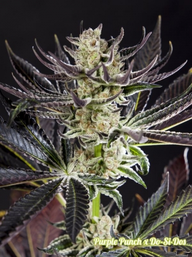 Purple Punch x Do-Si-Dos by Philosopher Seeds – Fruity – Mostly Indica – Indoor – image 8 – Seed City