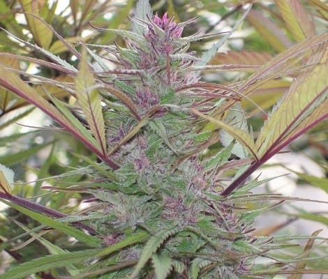 Purple Satellite from Ace Seed bank