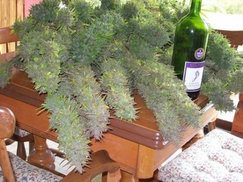 12/12 Photoperiod – Berry – Outdoor – Purple Satellite strain – image 3 – from Ace Seed bank via Seed City