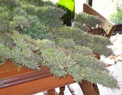 Image 4 of Purple Satellite cannabis by Ace Seed bank – Super Strength – Beginning of September – Berry – Seed City