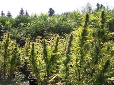 Purple Satellite cannabis seeds – Berry – Happy – Outdoor – image 5 from Seed City