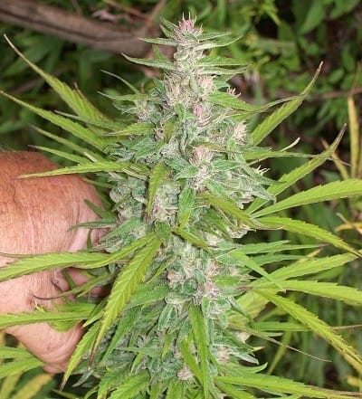 Purple Satellite from Ace Seed bank