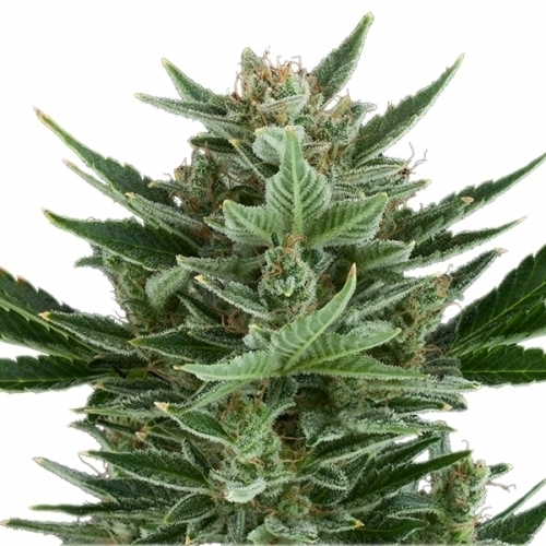 Quick One by Royal Queen Seeds – Herbal – Feminized – Greenhouse – image 3 – Seed City