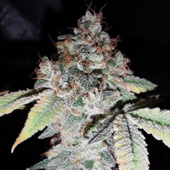 Afbeelding 2 van Rainbow Cake cannabis door Pheno Finder Seeds – Gefeminiseerd – Binnen – Lichtcyclus van 12/12 uur – Seed City