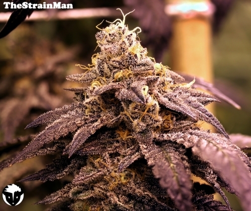Fruity – 12/12 Photoperiod – Feminized – Rare Darkness strain – image 3 – from Rare Dankness Seeds via Seed City