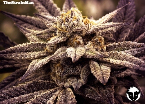 Fruity – Indoor-friendly – 12/12 Photoperiod – Rare Darkness strain – image 4 – from Rare Dankness Seeds via Seed City
