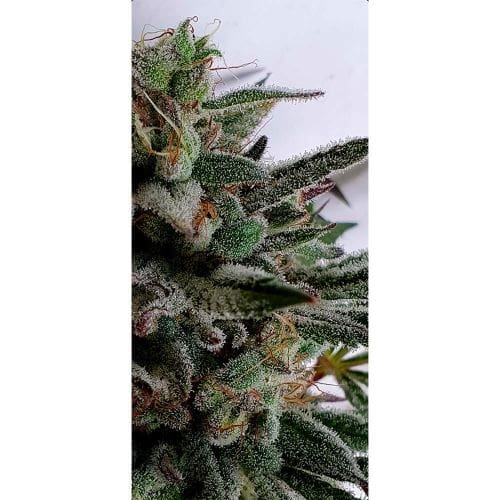 Raspberry Oreoz cannabis seeds – Indoor – Excellent harvest potential – Sativa Dominant – image 2 from Seed City