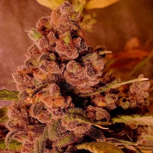 Red Hot Junky by Holy Smoke Seeds – 50% Indica/50% Sativa – Female seeds – High Yielding – image 4 – Seed City