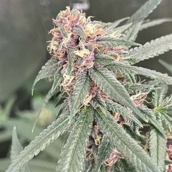 Red Kachina cannabis seeds – Citrus – 12/12 Photoperiod – Outdoor – image 3 from Seed City