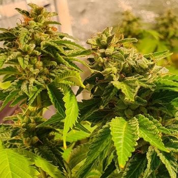 Image 2 of Reggae Radio cannabis by Holy Smoke Seeds – Sweet – Good for outdoor grow – 12/12 Photoperiod – Seed City