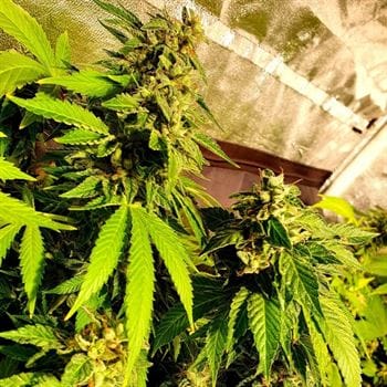 Sweet – Good for outdoor grow – 12/12 Photoperiod – Reggae Radio strain – image 3 – from Holy Smoke Seeds via Seed City