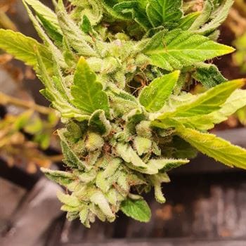 Reggae Radio by Holy Smoke Seeds – Sweet – Regular – 12/12 Photoperiod – image 4 – Seed City