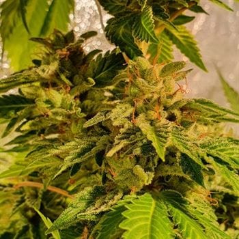 Image 5 of Reggae Radio cannabis by Holy Smoke Seeds – Sweet – Regular – Good for outdoor grow – Seed City