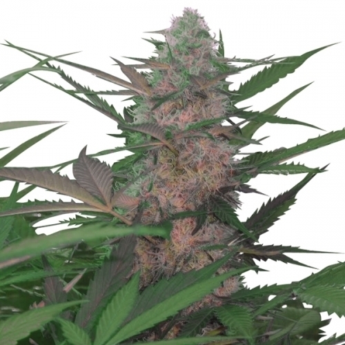 Royal AK Automatic from Royal Queen Seeds