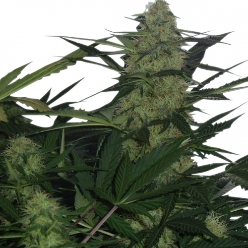 showing Feminized – Short (up to 80cm) – Sweet – image 2 – Seed City