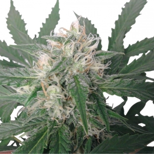 showing Berry – Indica Dominant – Feminized – image 1 – Seed City