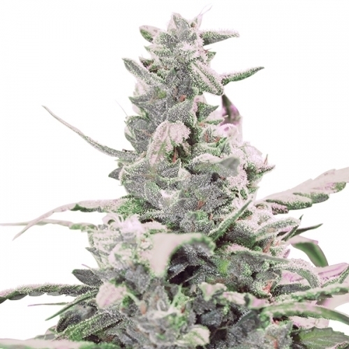 Royal Creamatic cannabis seeds – Indica Dominant – Guaranteed female plants – Indoor – image 3 from Seed City