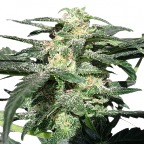 Royal Haze Automatic by Royal Queen Seeds – Incense – Sativa-leaning – Outdoor cultivation – image 2 – Seed City