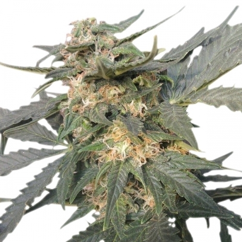 Royal Haze Automatic cannabis seeds – Female seeds – Incense – Uplifting – image 3 from Seed City