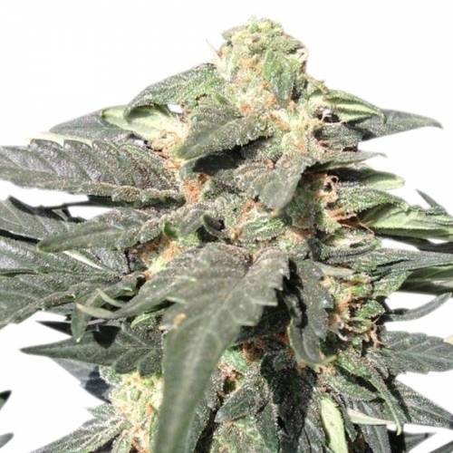 Incense – Uplifting – Auto-Flowering – Royal Haze Automatic strain – image 4 – from Royal Queen Seeds via Seed City