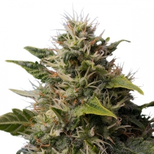 showing Appetite Stimulant – 12/12 Photoperiod – Sativa-leaning – image 1 – Seed City