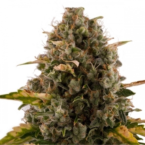 Image 2 of Royal Moby cannabis by Royal Queen Seeds – 12/12 Photoperiod – Super Strength – Tall (140cm plus) – Seed City