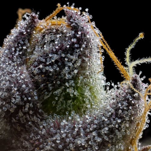 showing Sweet – 12/12 Photoperiod – Female seeds – image 1 – Seed City