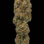 Rucu Cucu OG Auto by Seed Stockers – Super Strength – Creative – Auto-Flowering – image 2 – Seed City