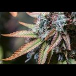 Rucu Cucu OG cannabis seeds – 12/12 Photoperiod – Citrus – Excellent harvest potential – image 2 from Seed City