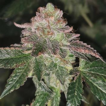 Runtzosa by Pheno Finder Seeds – Citrus – Super Strength – Female seeds – image 2 – Seed City
