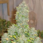 Russian Rocket Fuel by Short Stuff Seeds – Auto-Flowering – Super Strength – Short (up to 80cm) – image 2 – Seed City