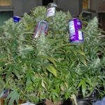 Russian Rocket Fuel from Short Stuff Seeds