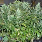 showing Short (up to 80cm) – Feminized – Fuel – image 3 – Seed City