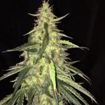 12/12 Photoperiod – Female seeds – Outdoor – S.A.G.E. CBD strain – image 2 – from TH Seeds via Seed City
