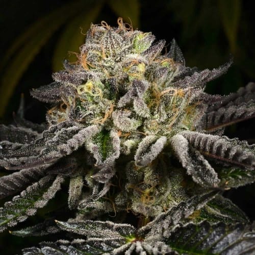 Purp Skurp cannabis seeds – Incense – Guaranteed female plants – Indoor-friendly – image 2 from Seed City