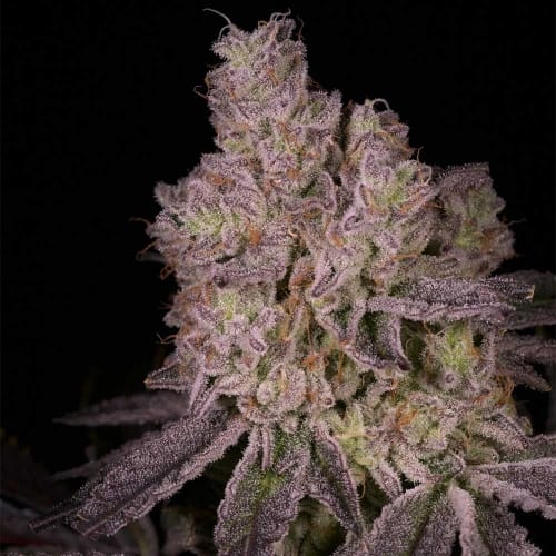 Image 2 of Tar cannabis by Archive Seeds – 12/12 Photoperiod – Regular – Suited for indoor growing – Seed City