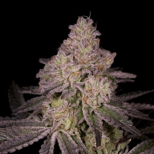 12/12 Photoperiod – Regular – Suited for indoor growing – Tar strain – image 3 – from Archive Seeds via Seed City