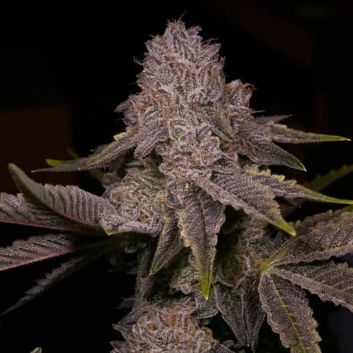 Tar from Archive Seeds