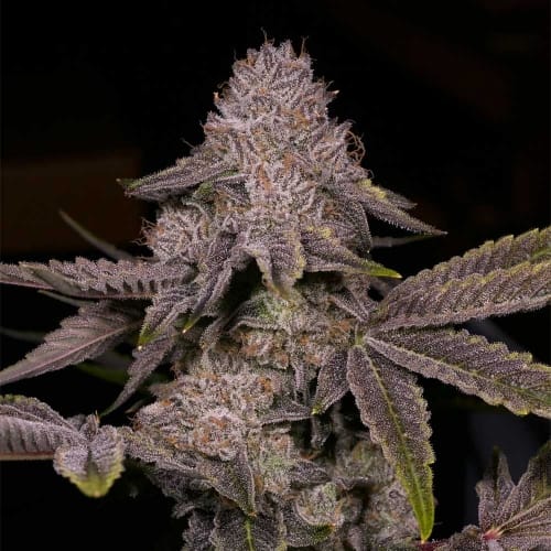 Tar cannabis seeds – Regular – 12/12 Photoperiod – Suited for indoor growing – image 5 from Seed City