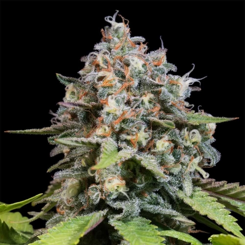 Highway 66 from Paradise Seeds
