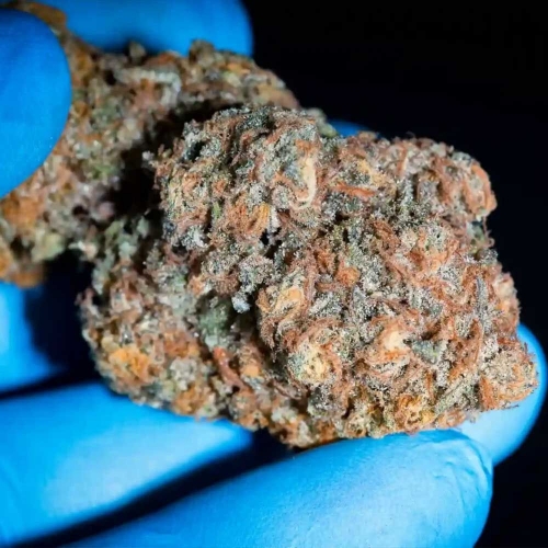 showing Euphoric – Fruity – Excellent harvest potential – image 2 – Seed City