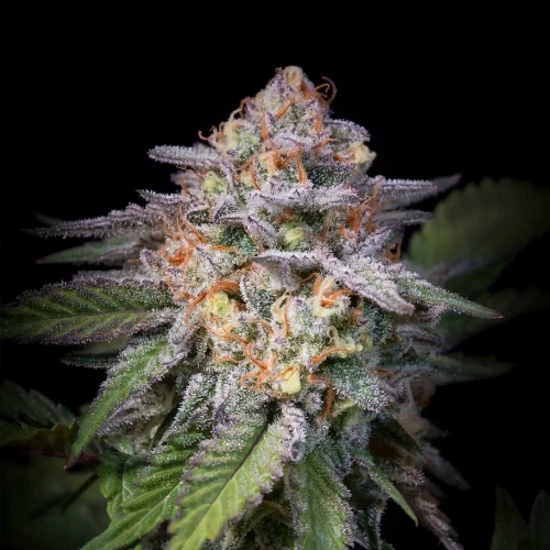 Highway 66 from Paradise Seeds