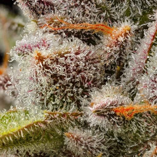 Lemon Cherry Sherb cannabis seeds – 12/12 Photoperiod – Outdoor cultivation – Feminized – image 2 from Seed City