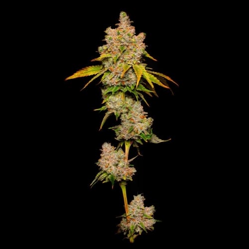 Lemon Cherry Sherb by Cookies Seed Bank – 12/12 Photoperiod – Outdoor cultivation – Feminized – image 3 – Seed City