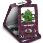 Sensi Amnesia by Sensi Seeds – Guaranteed female plants – Outdoor cultivation – 12/12 Photoperiod – image 2 – Seed City