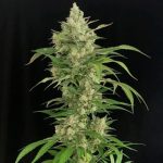 Seriosa cannabis seeds – Feminized – 50% Indica/50% Sativa – Good for outdoor grow – image 2 from Seed City