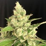 Seriosa cannabis seeds – Good for outdoor grow – Orange – 50% Indica/50% Sativa – image 3 from Seed City