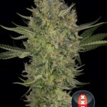 showing Indoor – Super Strength – Middle of October – image 1 – Seed City