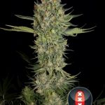Serious Kush by Serious Seeds – Couch Lock – Super Strength – Indoor – image 2 – Seed City
